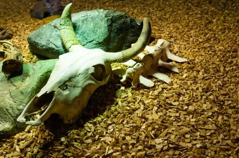 Goat skull Foto stock
