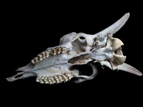 Goat skull Stock Photos