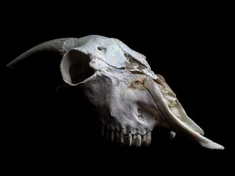 Goat skull Stock Photos