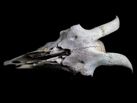 Goat skull Stock Photos