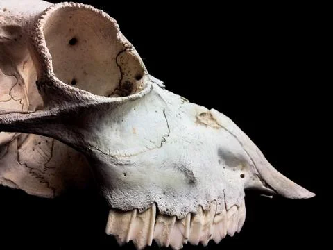 Goat skull Stock Photos