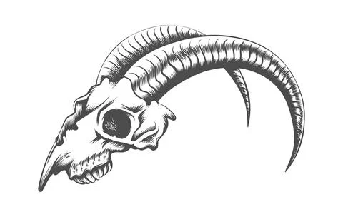 Baphomet demon goat head and human skulls hand drawn print or blackwork  flash tattoo art design vector illustration. Stock Vector | Adobe Stock