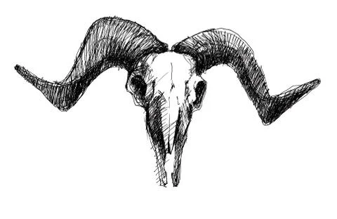 Goat skull on a white background Stock Illustration