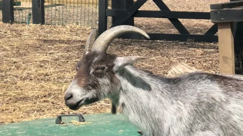 GOAT SLEEPING 1 Stock Footage 135019152