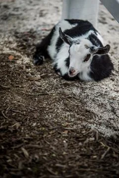 Goat Sleeping Fotos de archivo