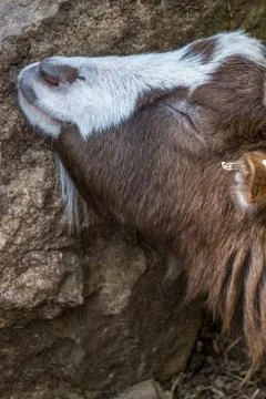 Goat sleeping on the side of a rock Stock Photos