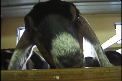Goat Sniffs Camera Stock Footage 297624