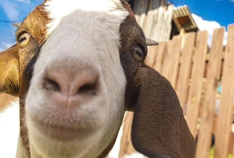 Goat snoot or muzzle closeup on rustic background Stock Photos