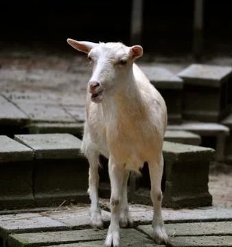 Goat speaks 写真素材