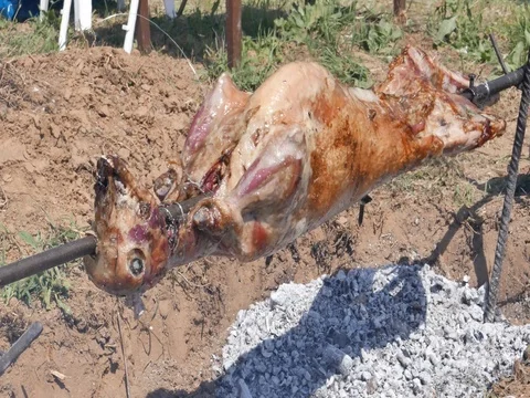 Goat on the spit Stock Footage 75207979