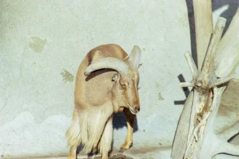 Goat on the spotlight Foto stock