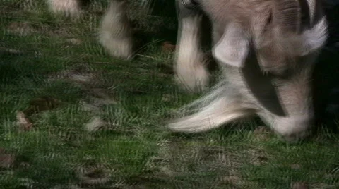 Goat on spring pasture 動画素材 398471