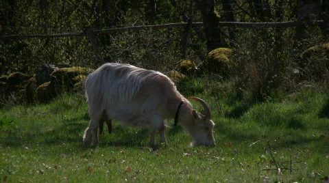 Goat on spring pasture Video stock 521946