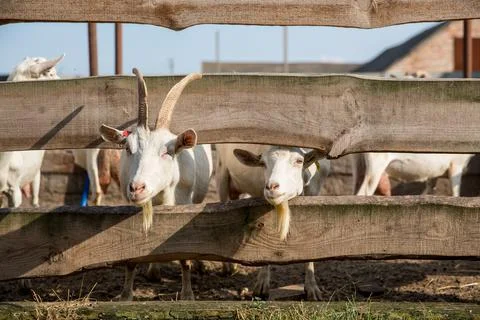 Goat in a stable looking into the camera from behind the fence . Stock Photos
