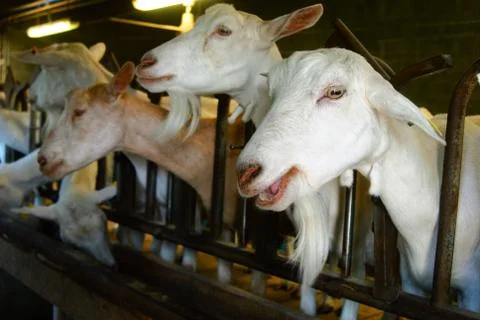 Goat in stable Stock Photos