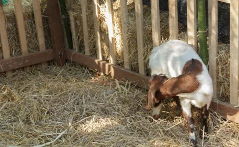 Goat in the stable Stock Photos