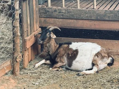 Goat in Stable Stock Photos