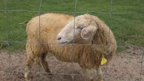 Goat standing in a farm Stock Footage 113553049
