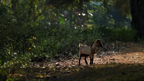 Goat standing on forest path in natural woodland setting Stock Footage 327515333