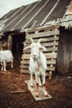 Goat standing in front of the barn Stock Photos