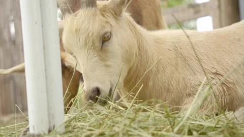 A goat standing on hay Video stock 155393845