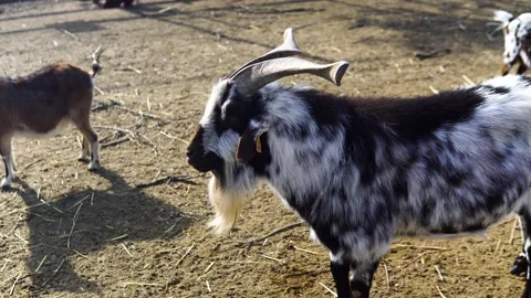 Goat standing in his barn Stock Footage 169534974