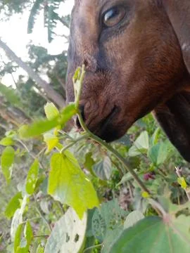 The goat is standing with leaf in front of its mouth. Stock Photos