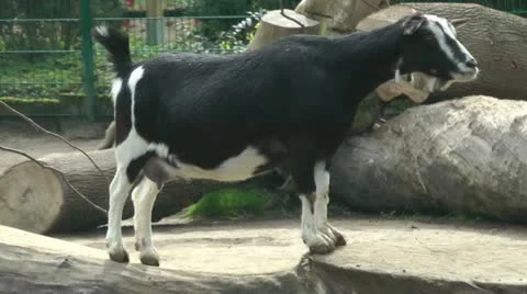 Goat standing on a log, close up 스톡 동영상 21260692