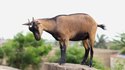 Goat standing on a pile of construction blocks Stock Footage 168043258