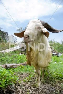 Goat standing proud Stock Photos