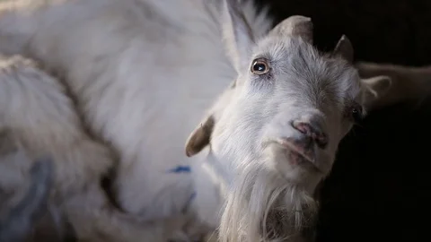 Goat Standing In The Stable Видео 80076388