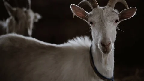 Goat Standing In The Stable Видео 80077270