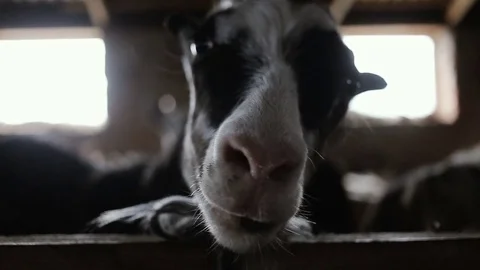 Goat Standing In The Stable Видео 80110579