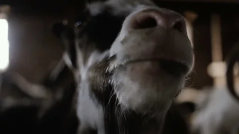 Goat Standing In The Stable Видео 80110619