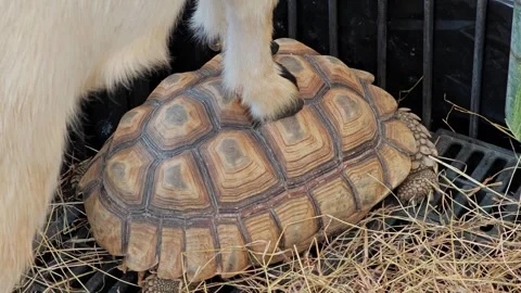 Goat standing on a turtle. Funny animals. Video stock 304939500