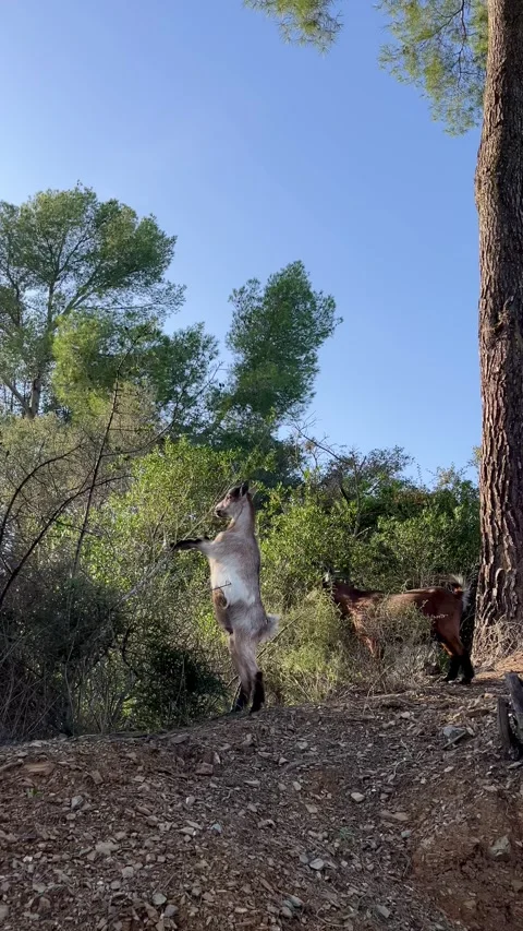 Goat standing on two legs munching on bush leaves and making eye contact Stock Footage 344410529