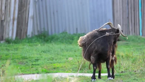 The goat is standing in the yard, scratching its back. Copy space full shot Stock Footage 136206903