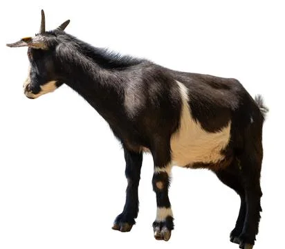 A goat stands alone on a white background. Its black and white fur appears cl Stock Photos