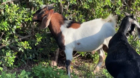 Goat stands and eats grass near a bush while feeding among dense greenery in a Stock Footage 332124633
