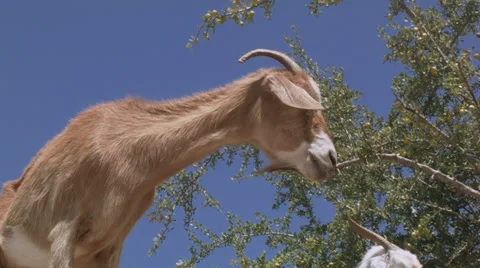 A goat stands on an argan tree, Morocco Stock Footage 38480384