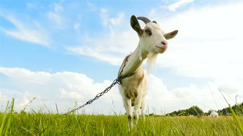 Goat stands on the grass. The camera moves around the animal. Beautiful blue sky Stock Footage 96327927