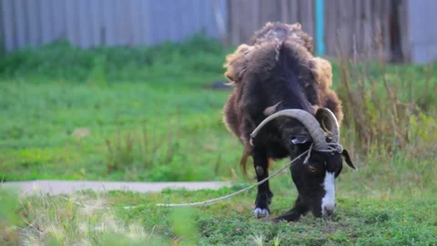 A goat stands in the yard and eats grass. Copy space, medium shot Stock-Footage 137970141