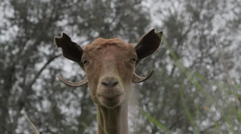 Goat staring into camera 動画素材 34619566