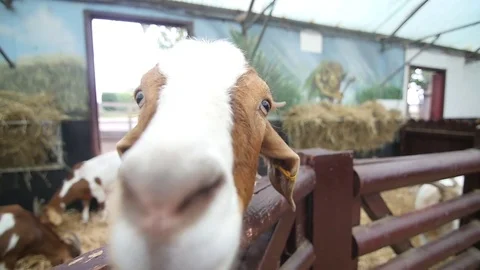 Goat staring at camera Stockbeeldmateriaal 84479287