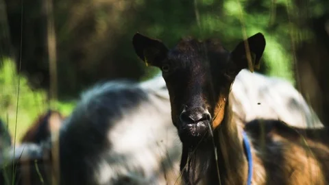 Goat is staring a camera 스톡 동영상 92410050