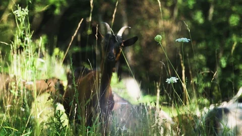 Goat is staring 스톡 동영상 92409968