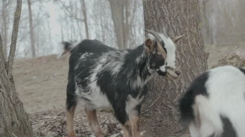 Goat staring somewhere Stock Footage 269406047