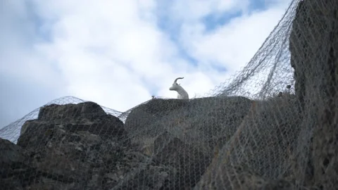 Goat statue on the mountain Stock Footage 225673908