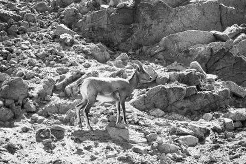 GOAT Status Foto stock
