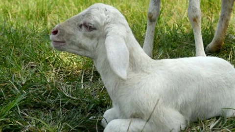Goat stay on the grass Video stock 236806514